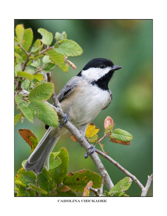 4474 carolina chickadee.jpg
